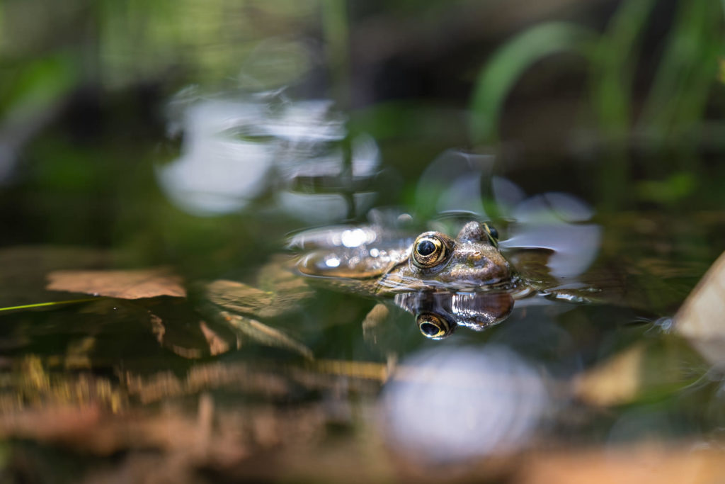 Mein erster Blogbeitrag mit einem Frosch im Wasser