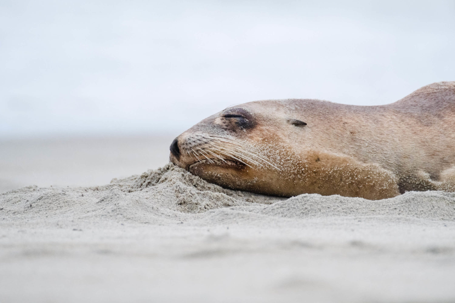 Seebär liegt im Sand