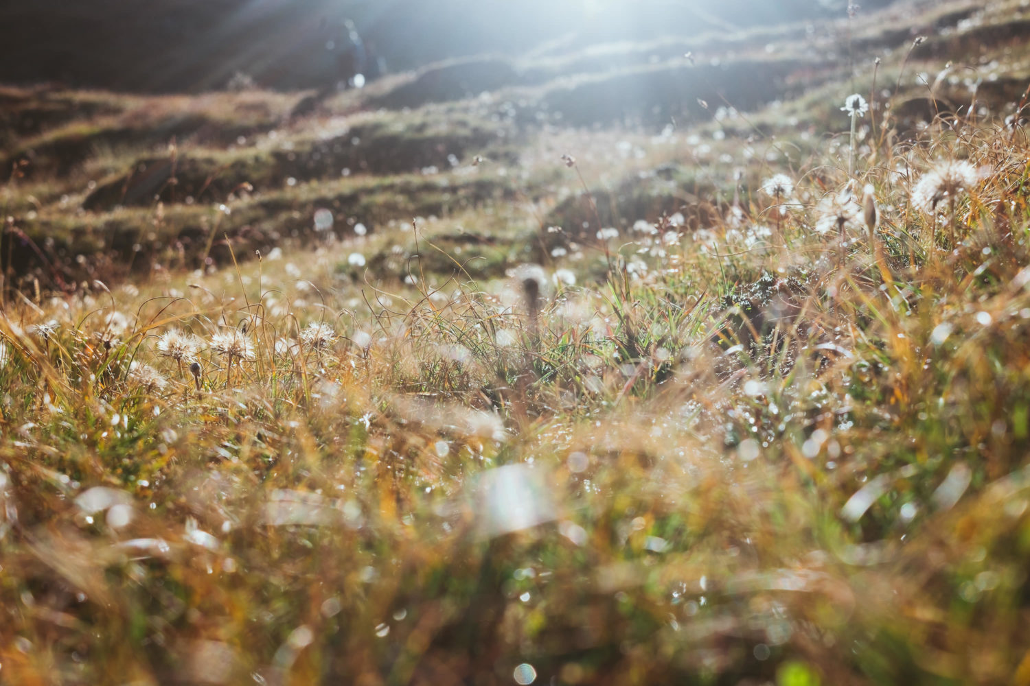 Feuchte Graslandschaft mit Pusteblumen in goldenem Licht