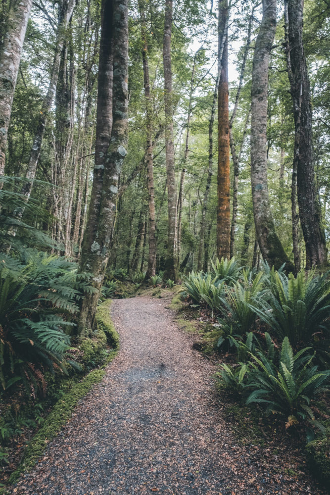Waldweg auf dem Kepler Track in Neuseeland