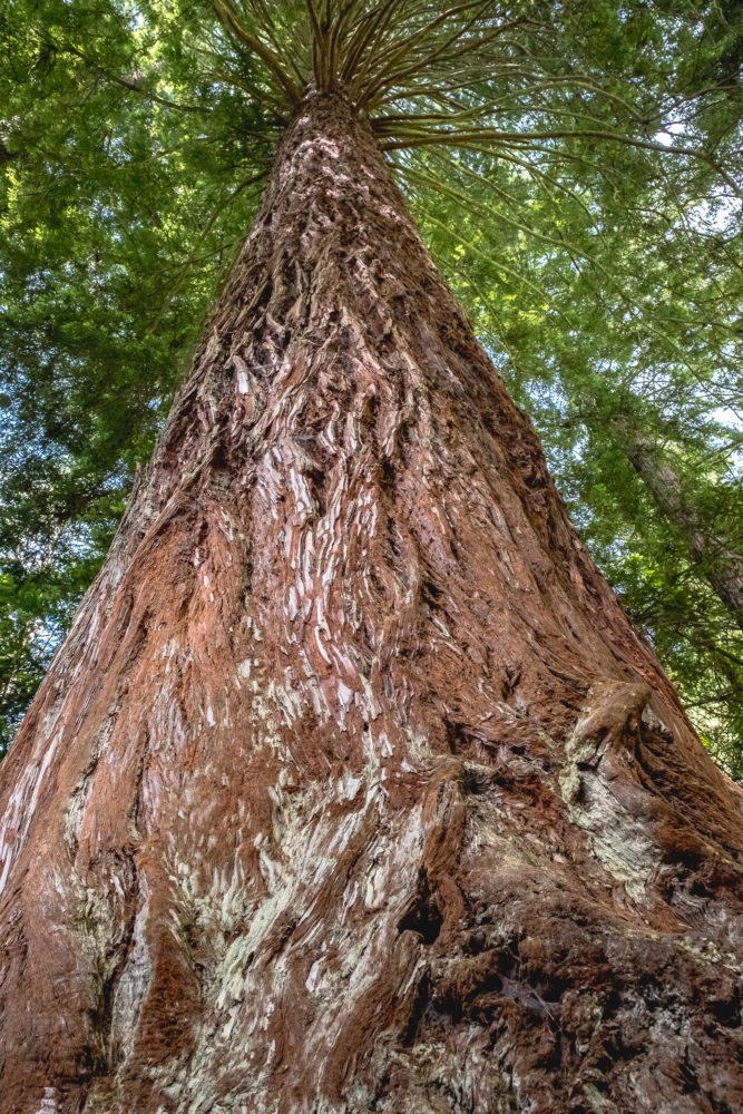 Redwood in Rotorua