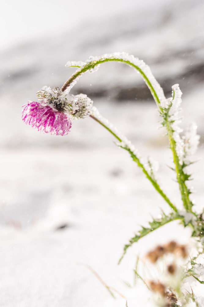 Gefrorene Blume in Schneelandschaft