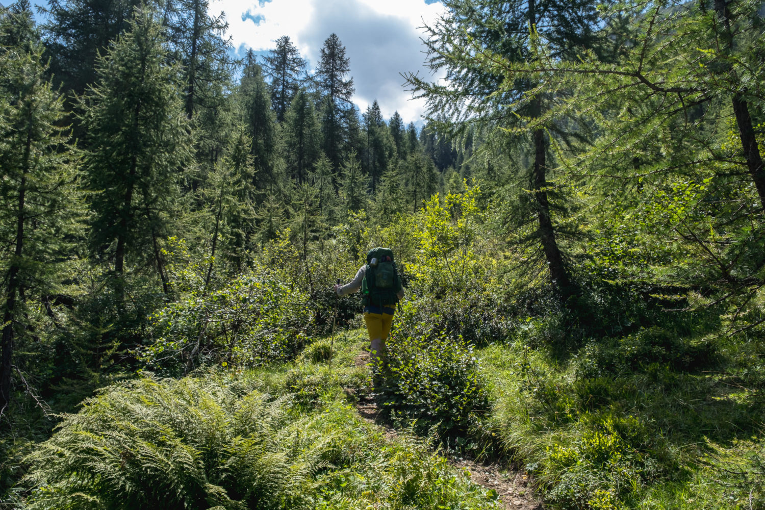Wanderer geht durch ein Waldstück mit Kiefern